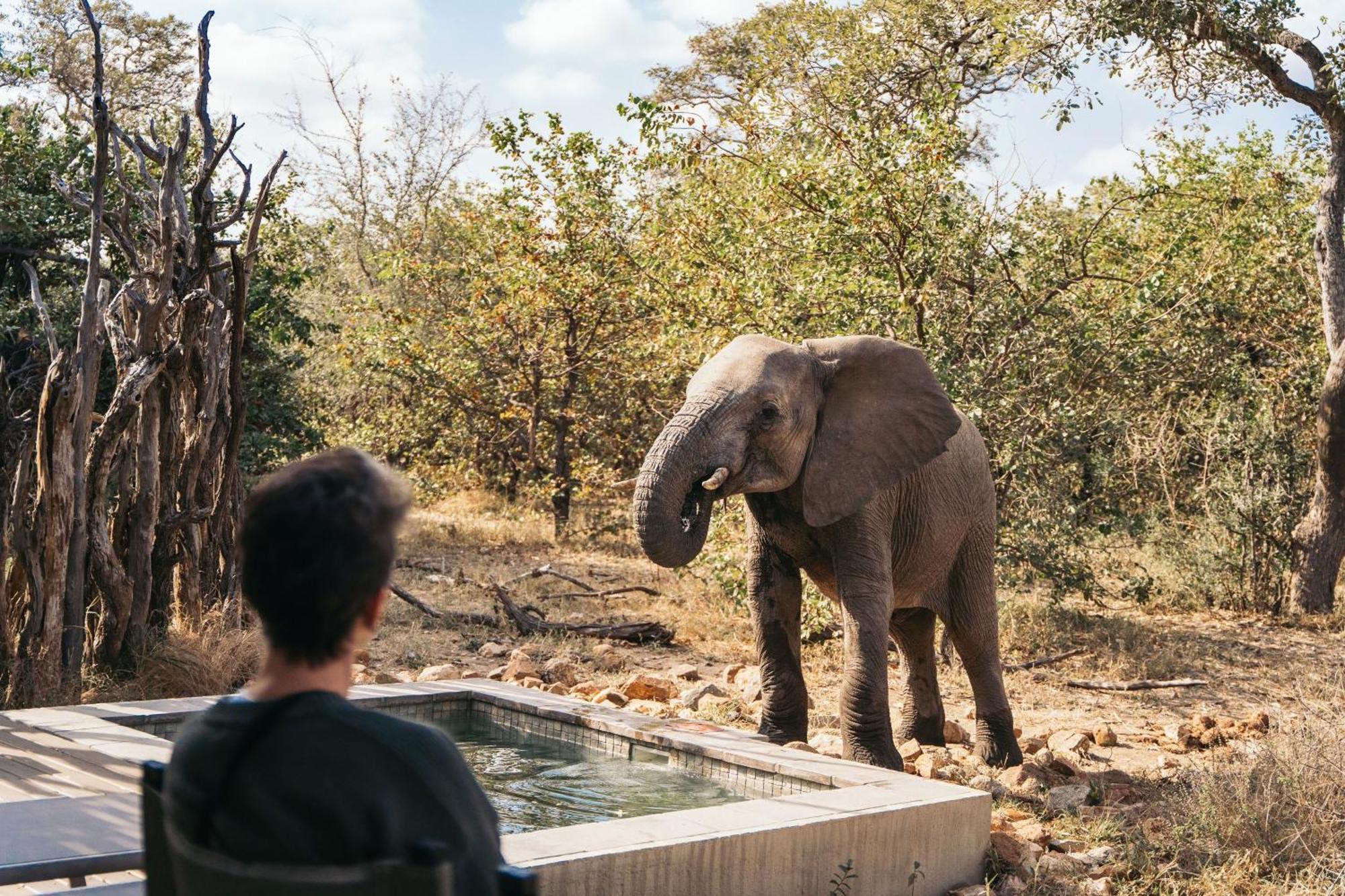 Simbavati River Lodge Timbavati Game Reserve Exterior photo